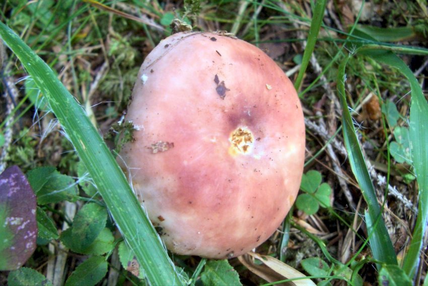 Russula sp